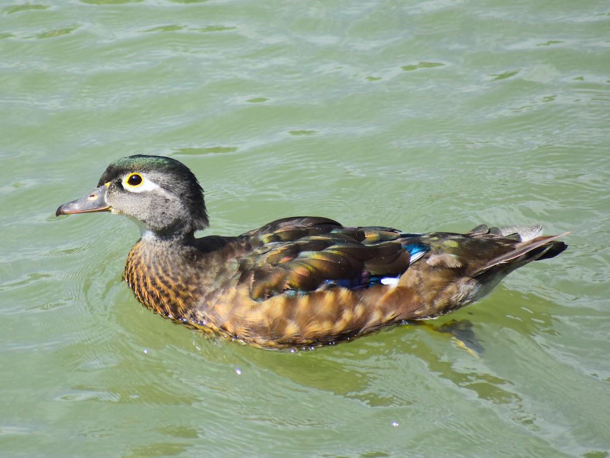 Anatra sposa - ML646815132