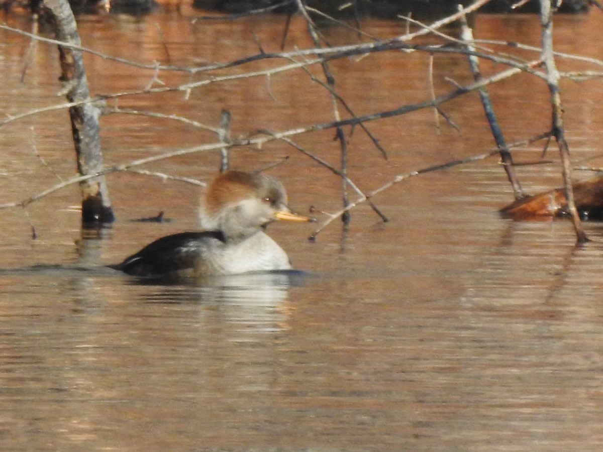 Hooded Merganser - ML646815133