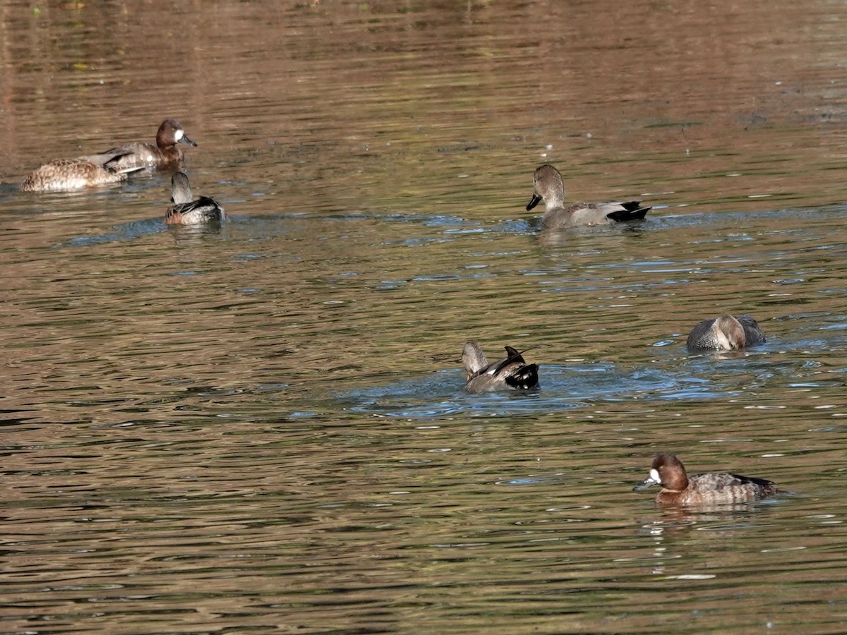 Lesser Scaup - ML646815134