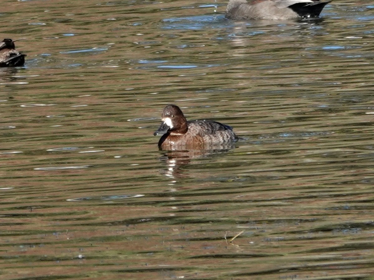 Lesser Scaup - ML646815135