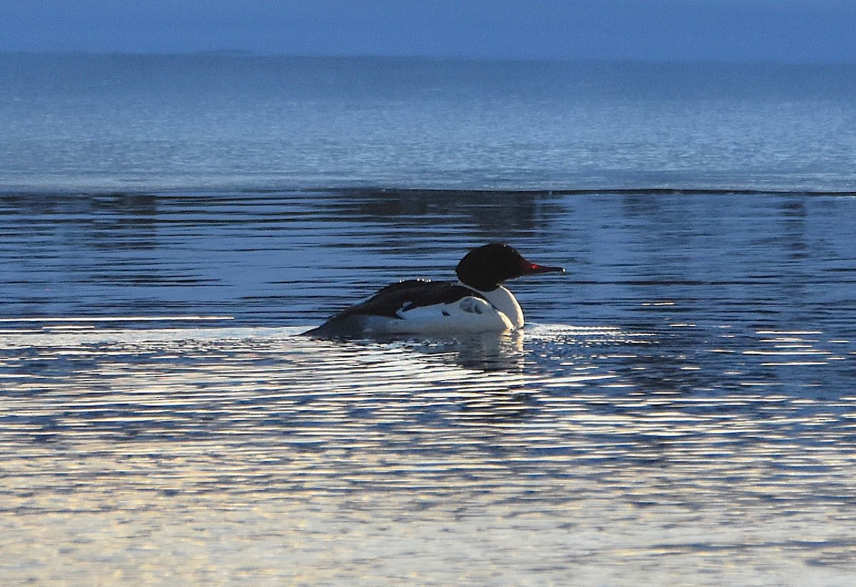 Grand Harle - ML646815137