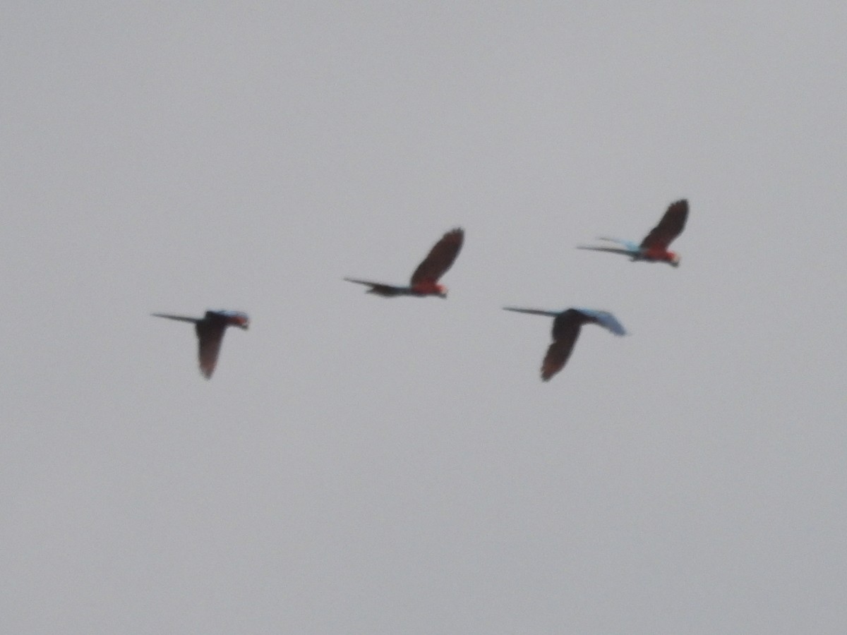 Red-and-green Macaw - ML646815139