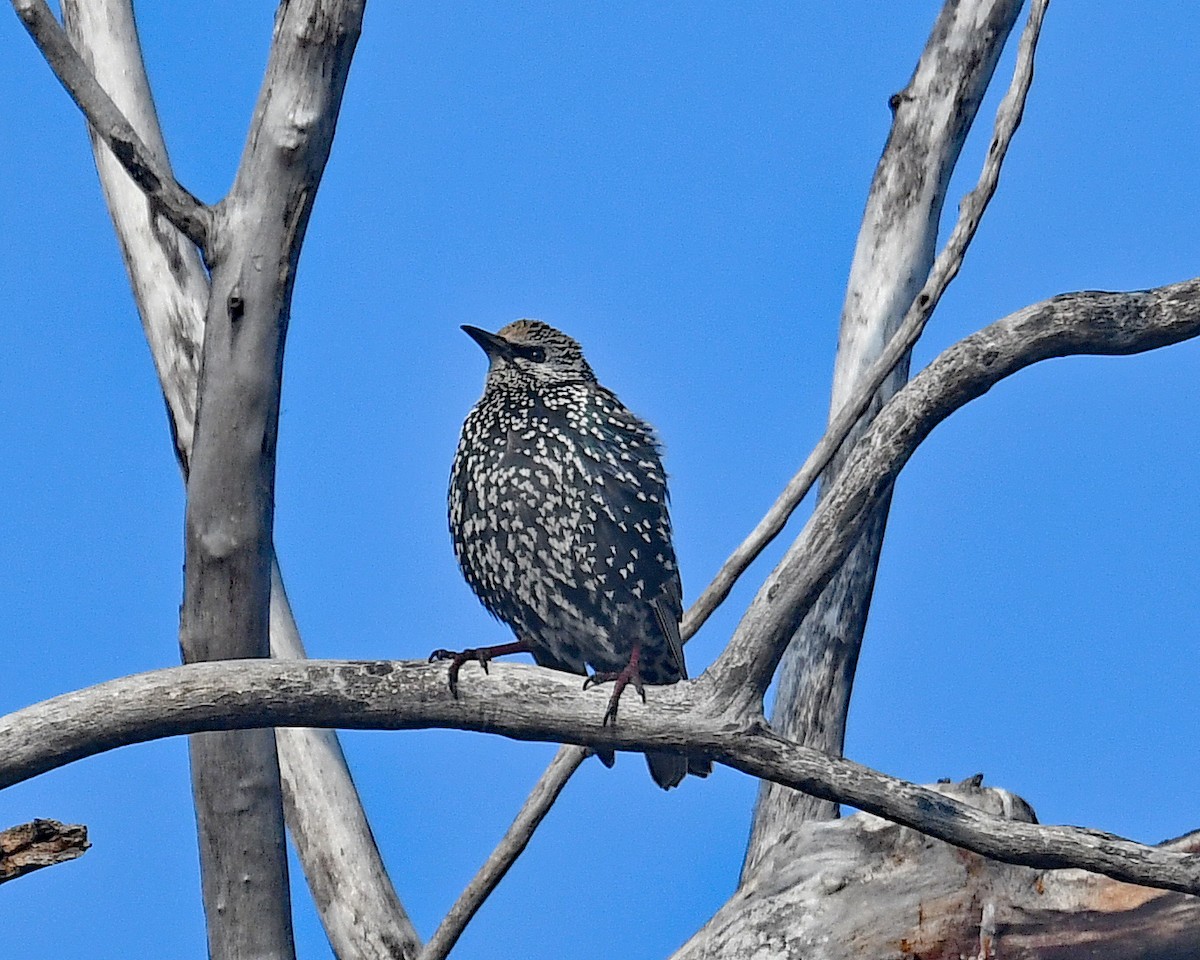 špaček obecný - ML646815140