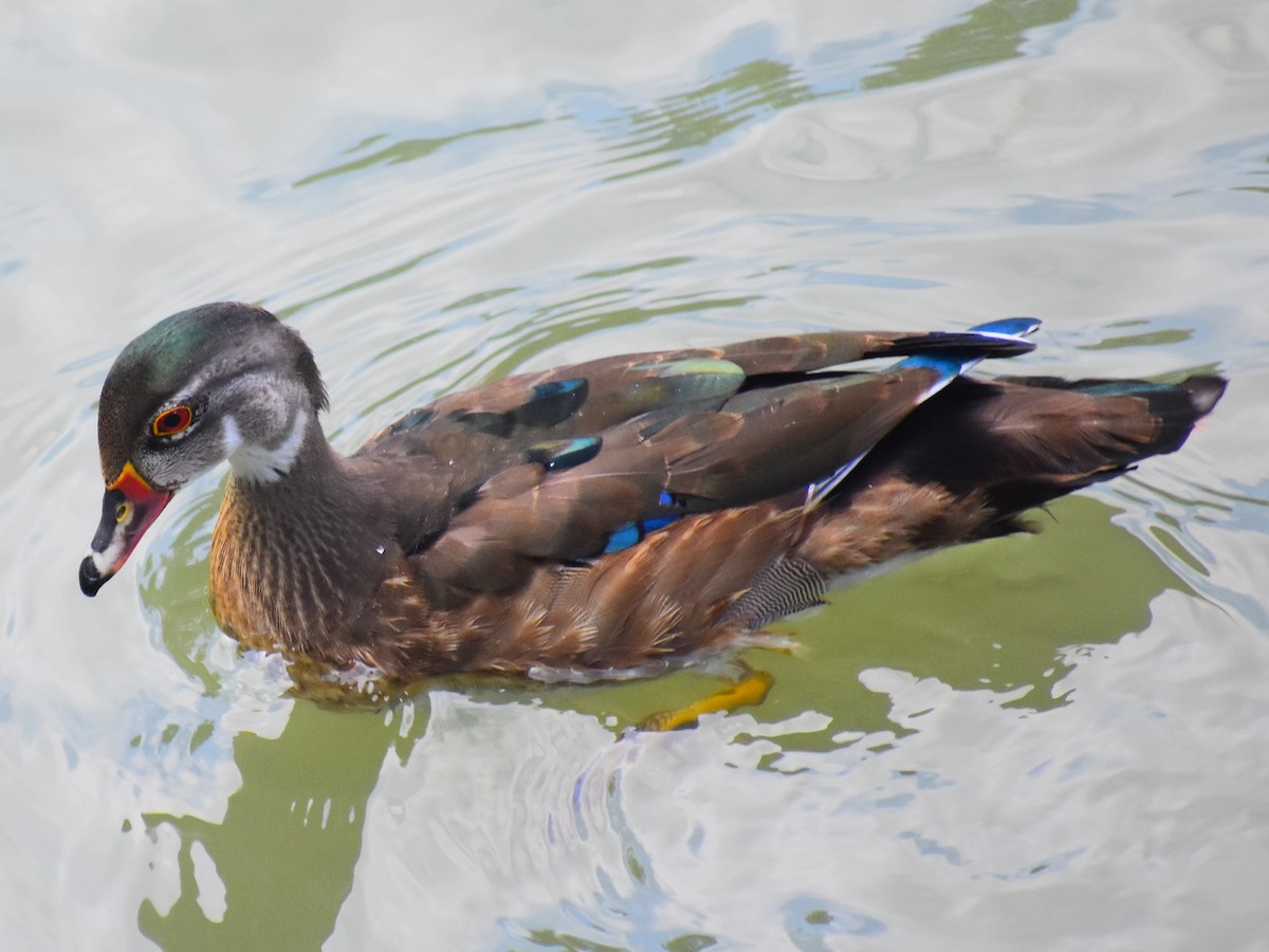 Anatra sposa - ML646815142