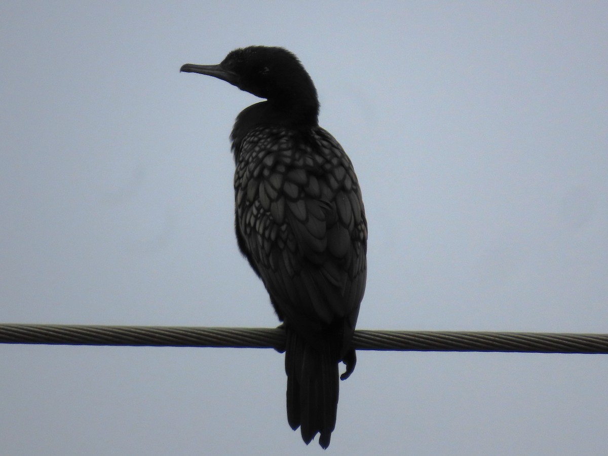 Little Black Cormorant - ML646815145