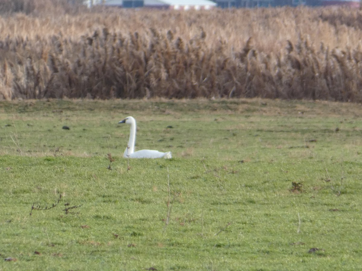 Zwergschwan (Pfeifschwan) - ML646815146