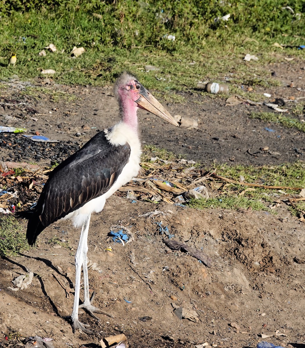 Marabou Stork - ML646815150
