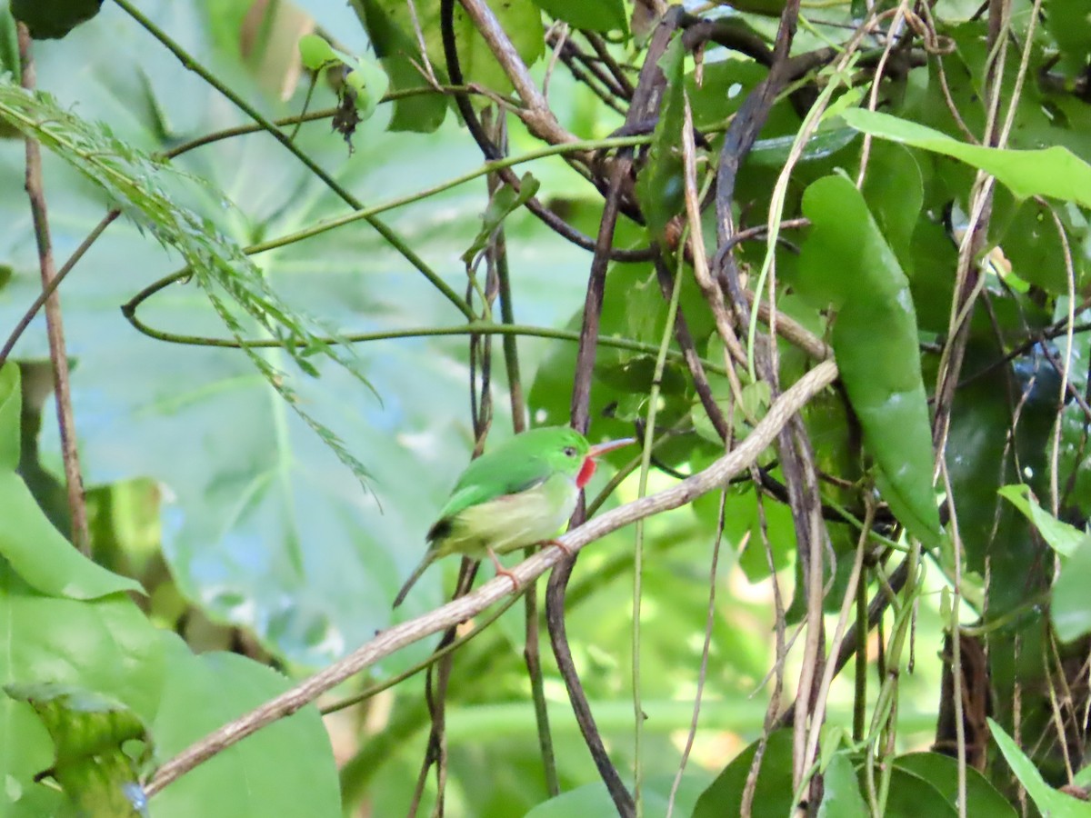 Jamaican Tody - ML646815156