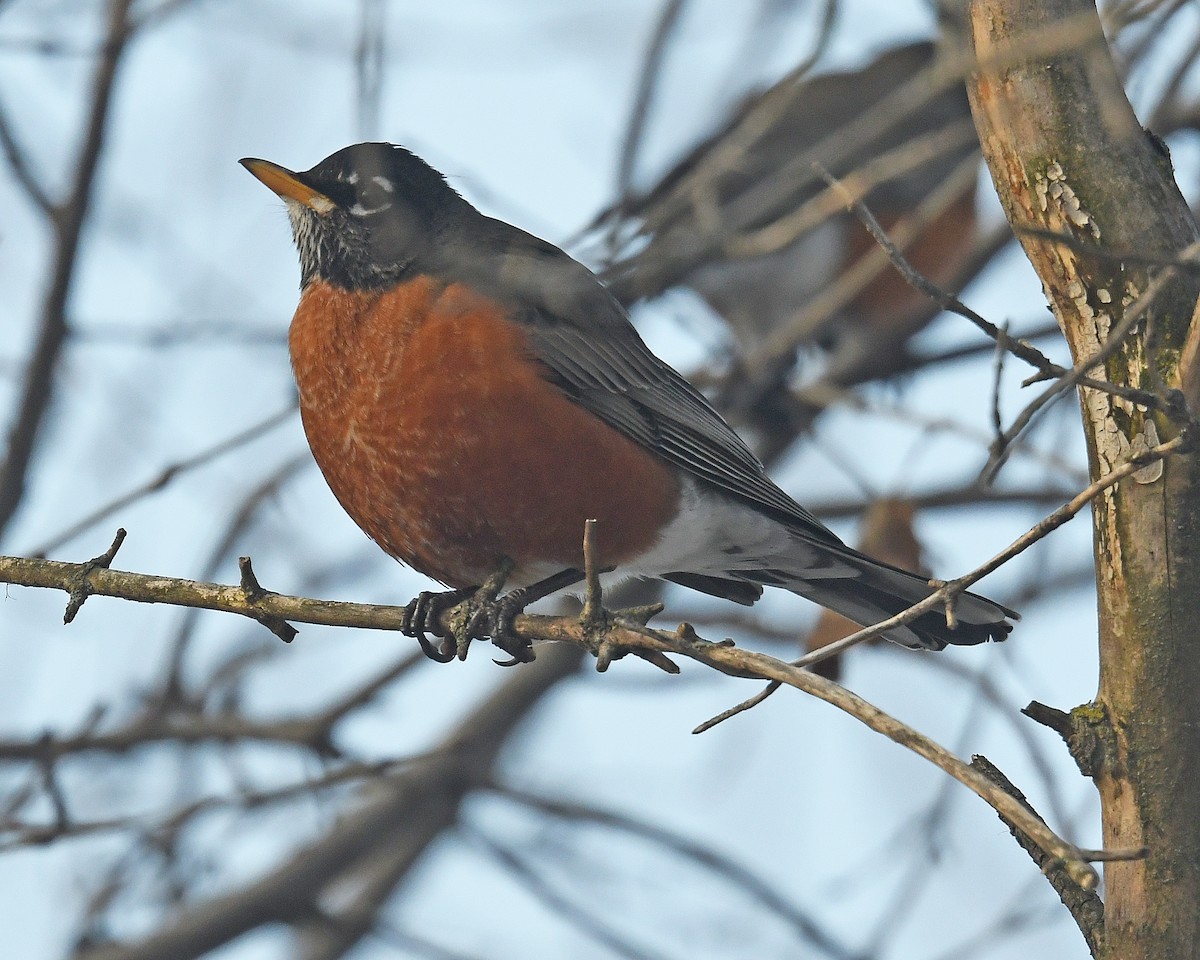 drozd stěhovavý - ML646815160