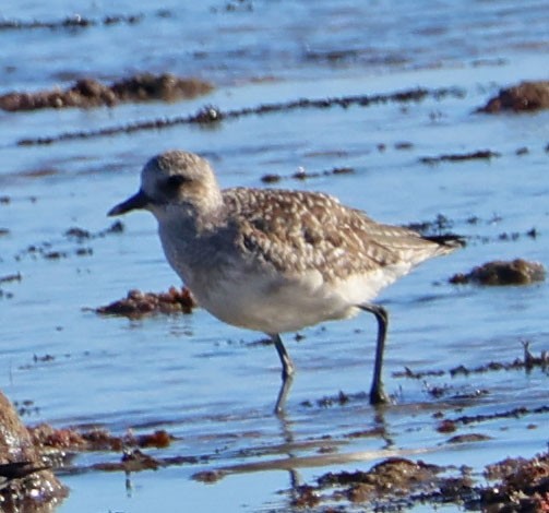 Тулес - ML646815165