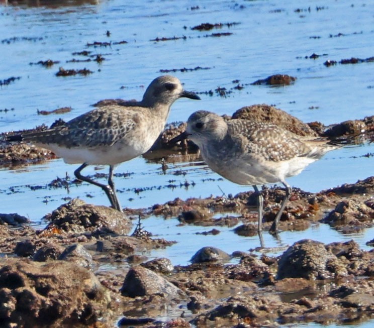 Тулес - ML646815166