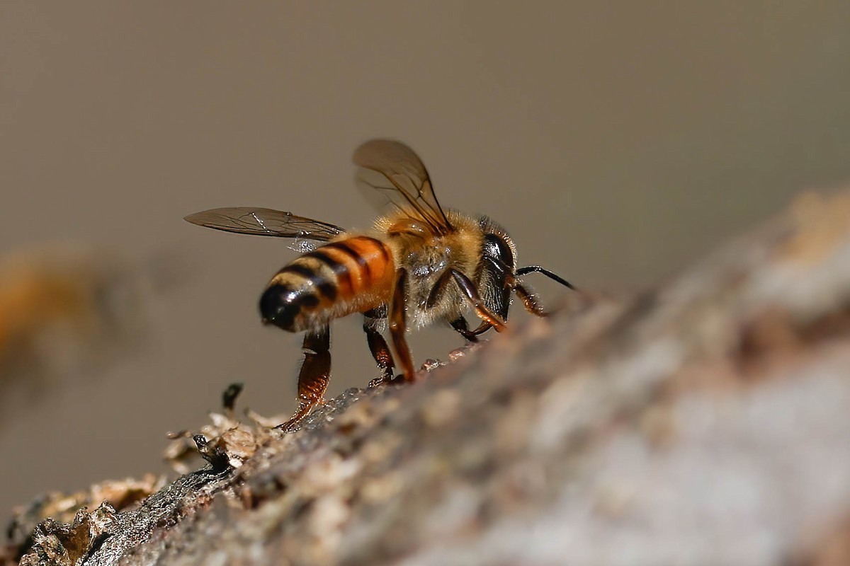 Western Honey Bee - ML646815168