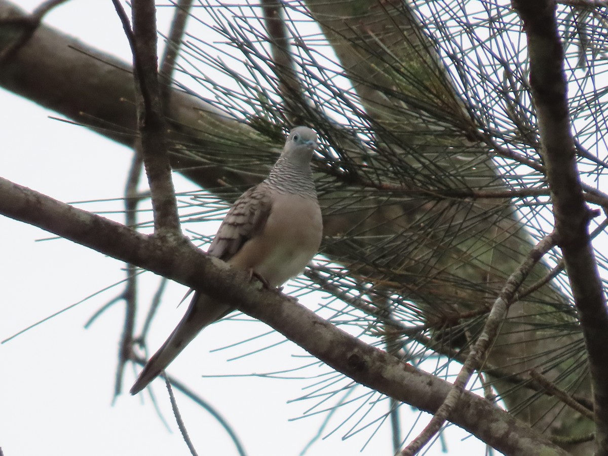 Peaceful Dove - ML646815170