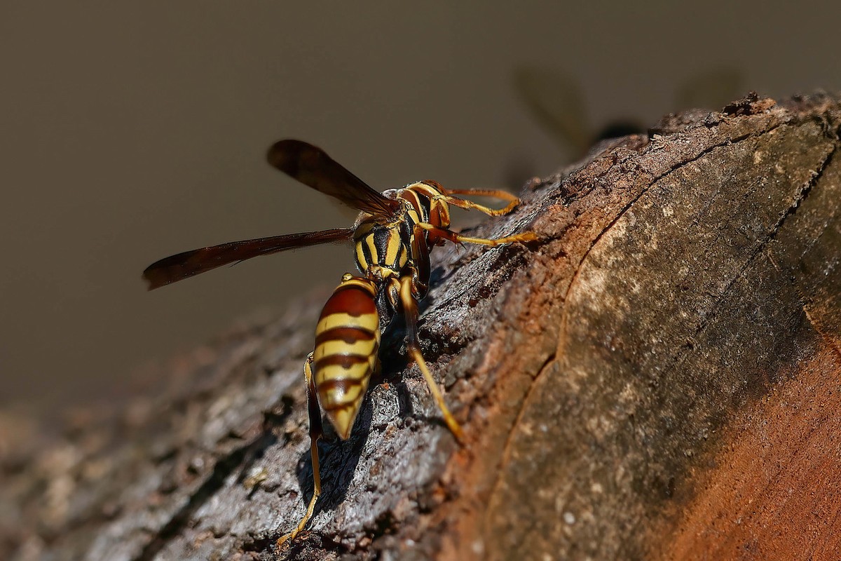 Insects - ML646815171