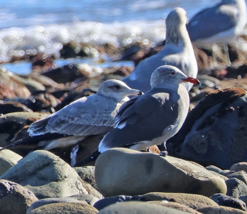 Серобрюхая чайка - ML646815172