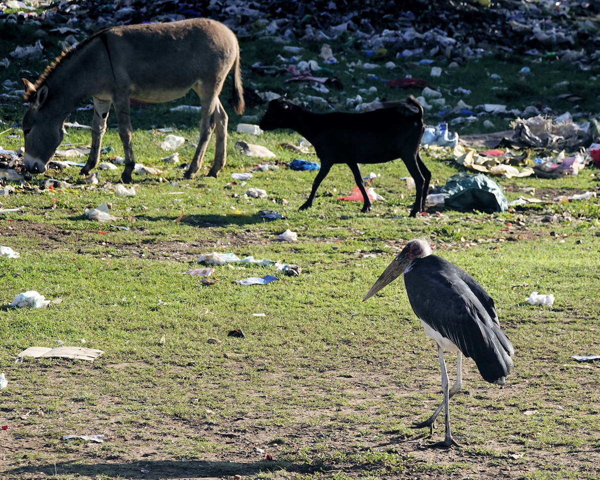 Marabou Stork - ML646815175