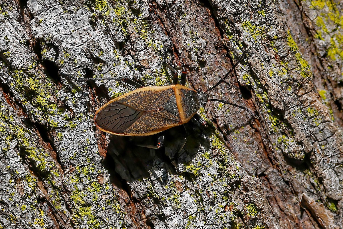 Insects - ML646815176