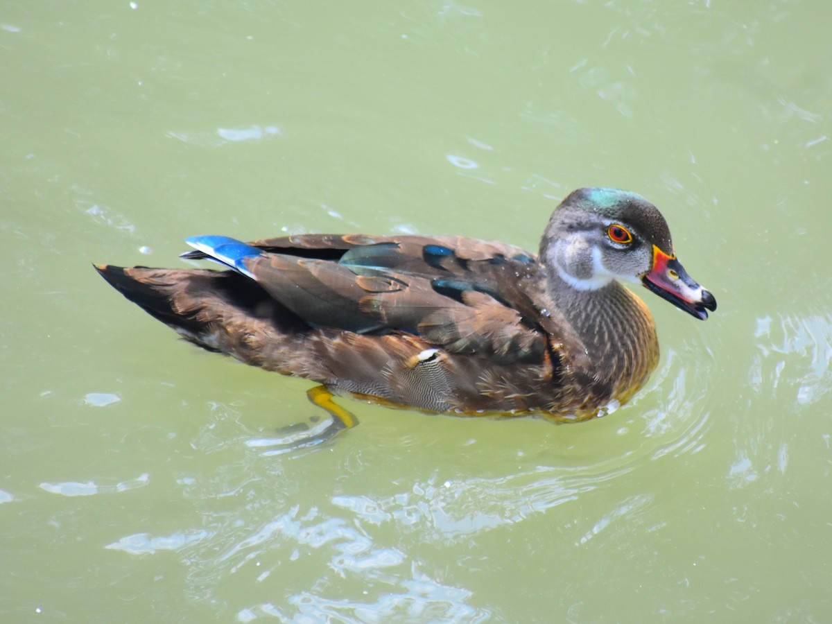 Anatra sposa - ML646815178