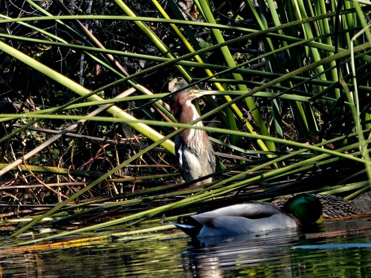 Green Heron - ML646815179