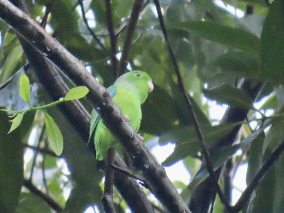 Green-rumped Parrotlet - ML646815180