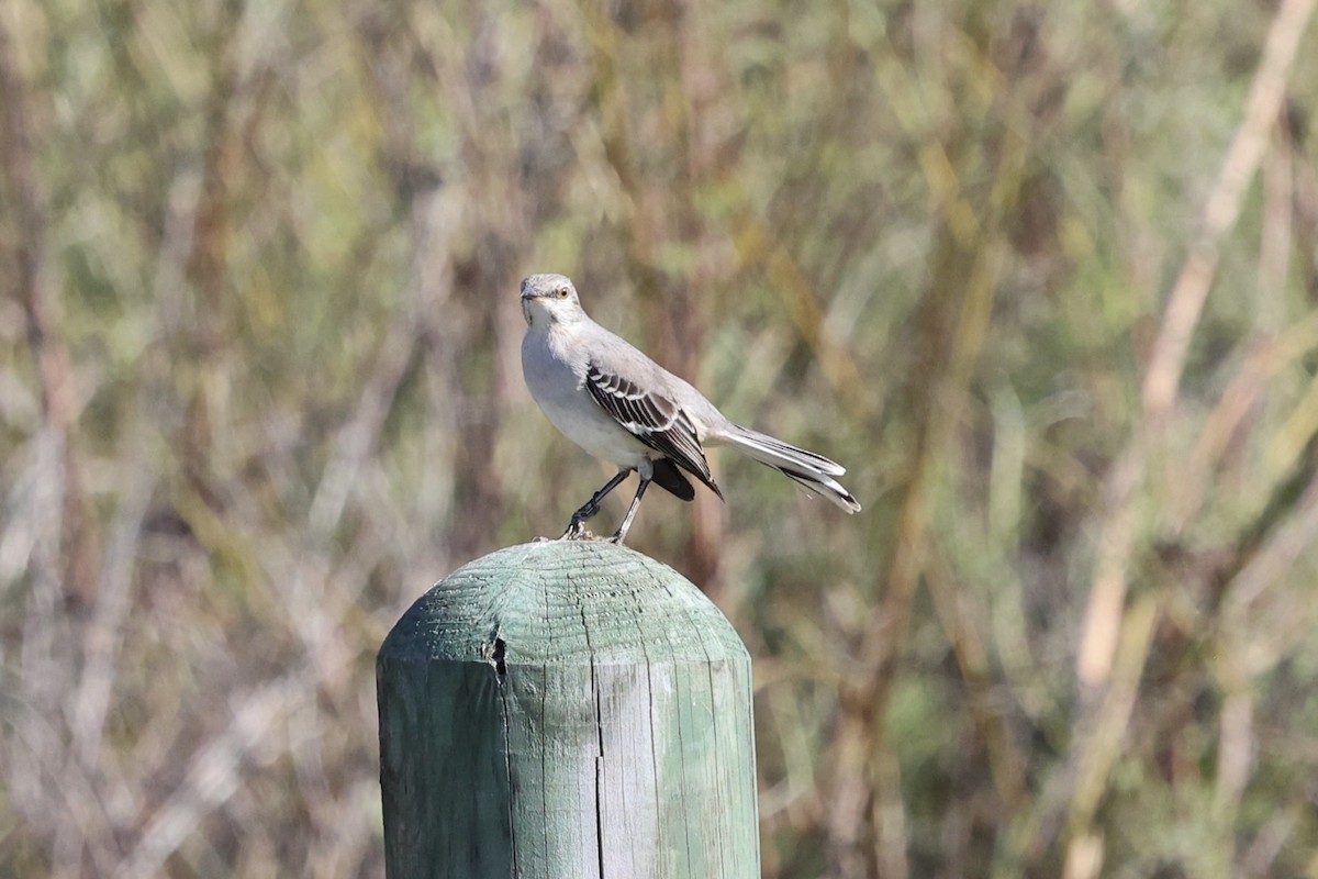 Northern Mockingbird - ML646815181