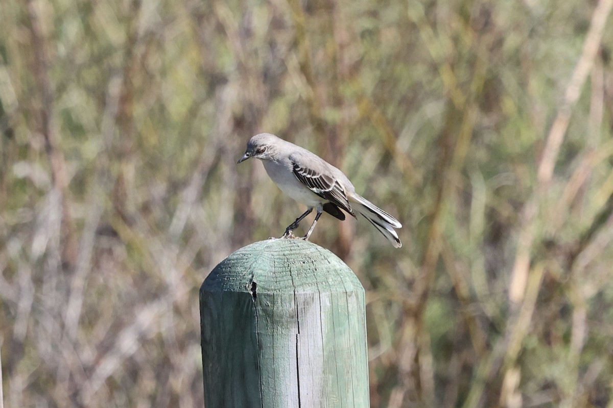 Northern Mockingbird - ML646815182