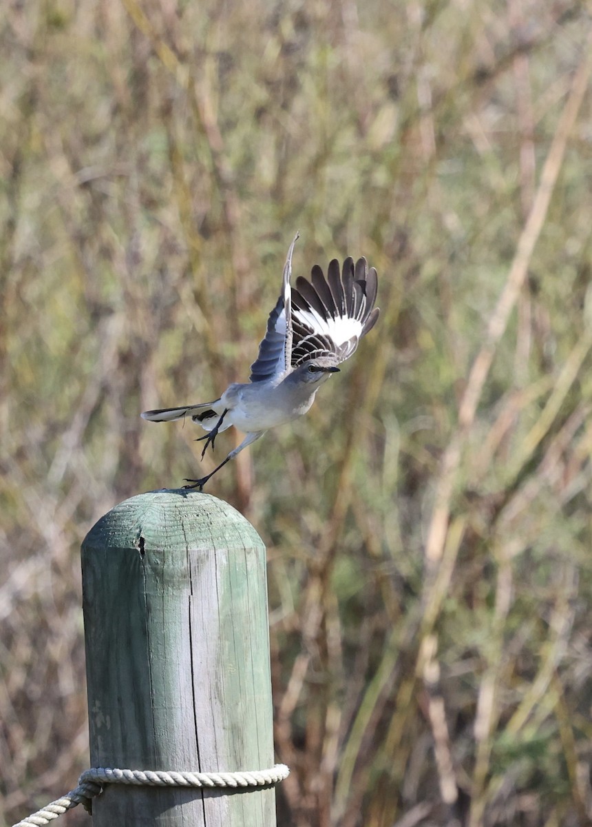 Northern Mockingbird - ML646815183