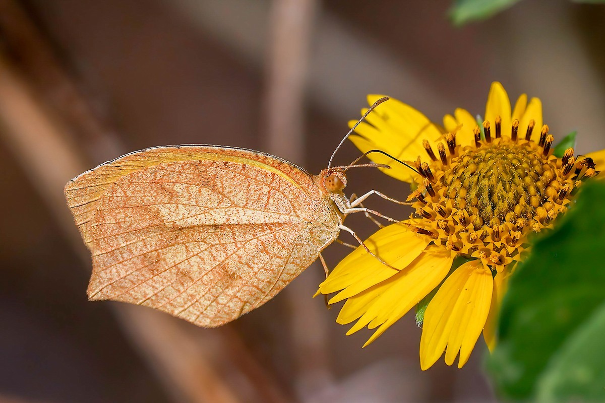 Tailed Orange - ML646815186