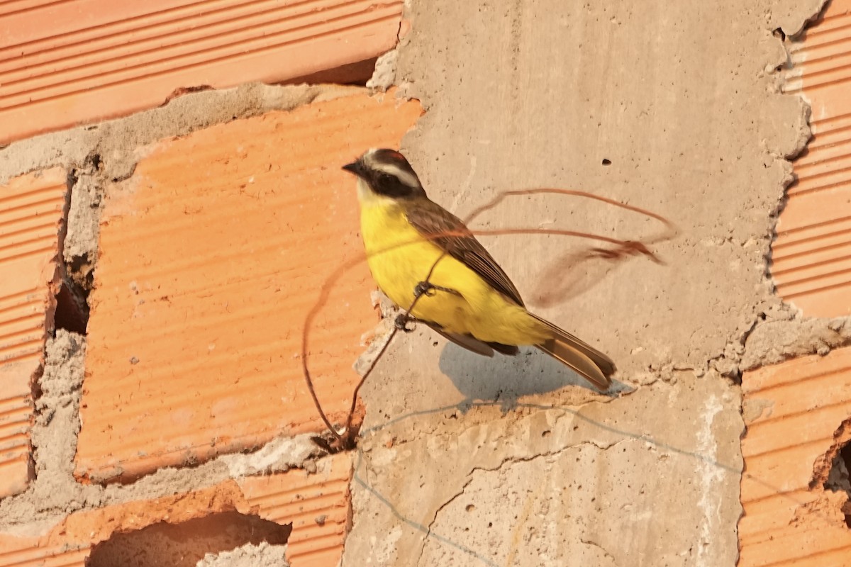 Rusty-margined Flycatcher - ML646815190