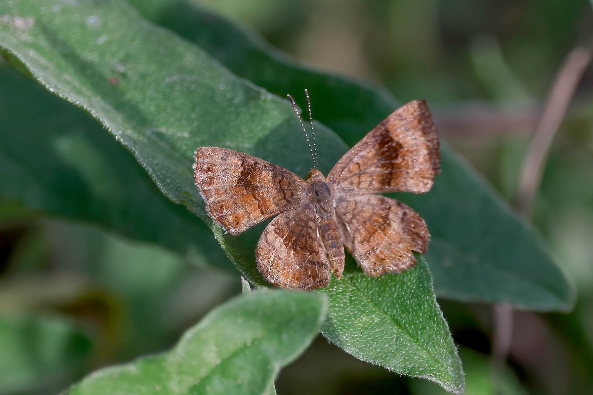 Fatal Metalmark - ML646815191