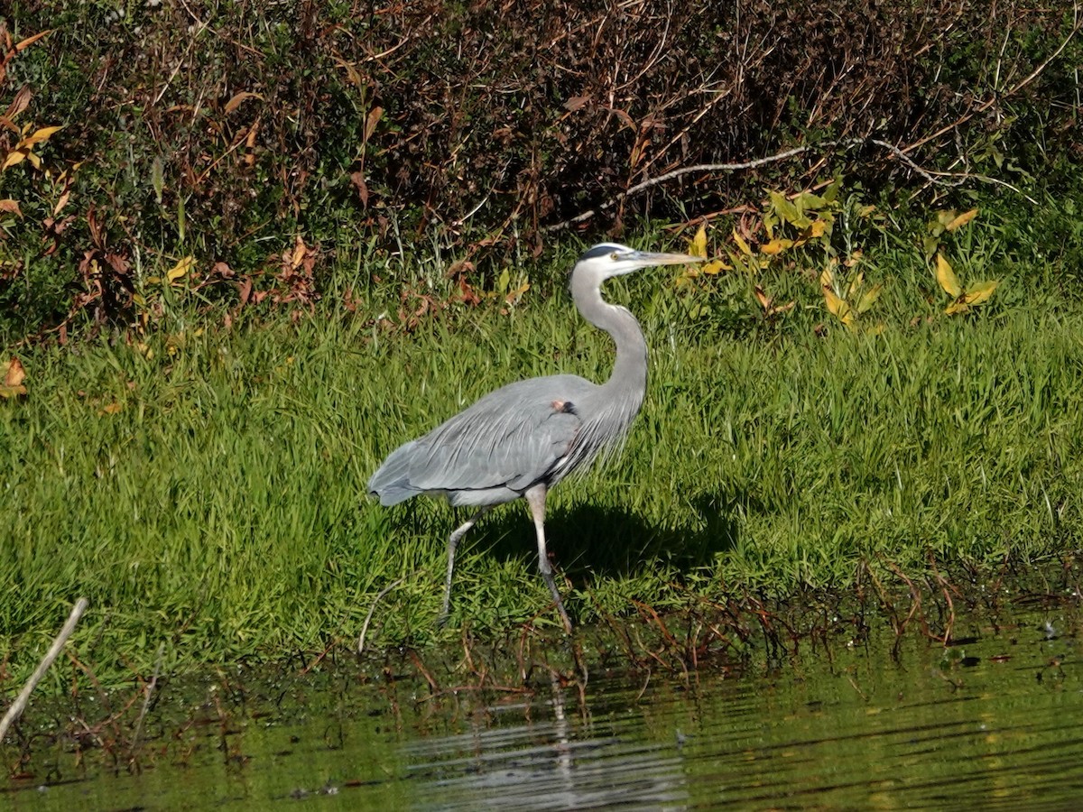 Great Blue Heron - ML646815193