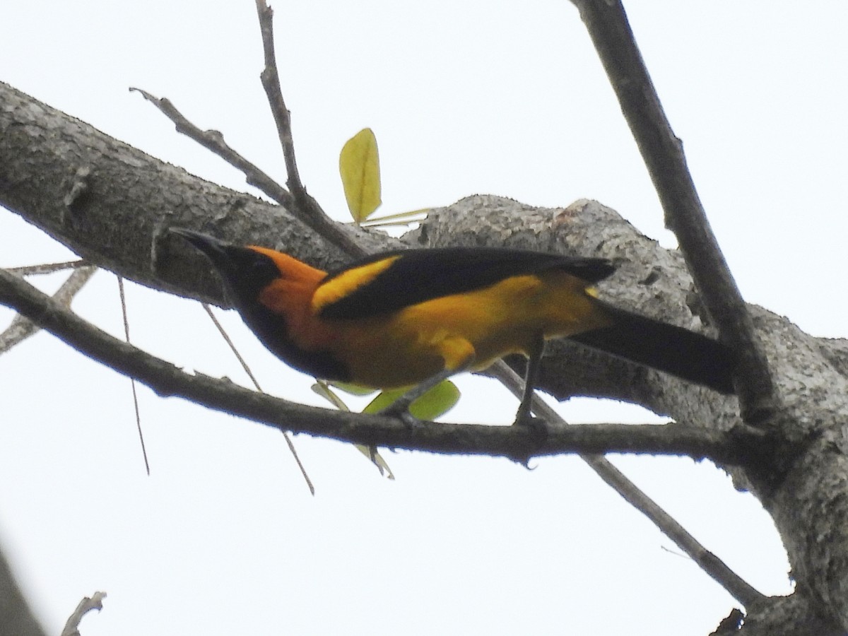Orange-crowned Oriole - ML646815194