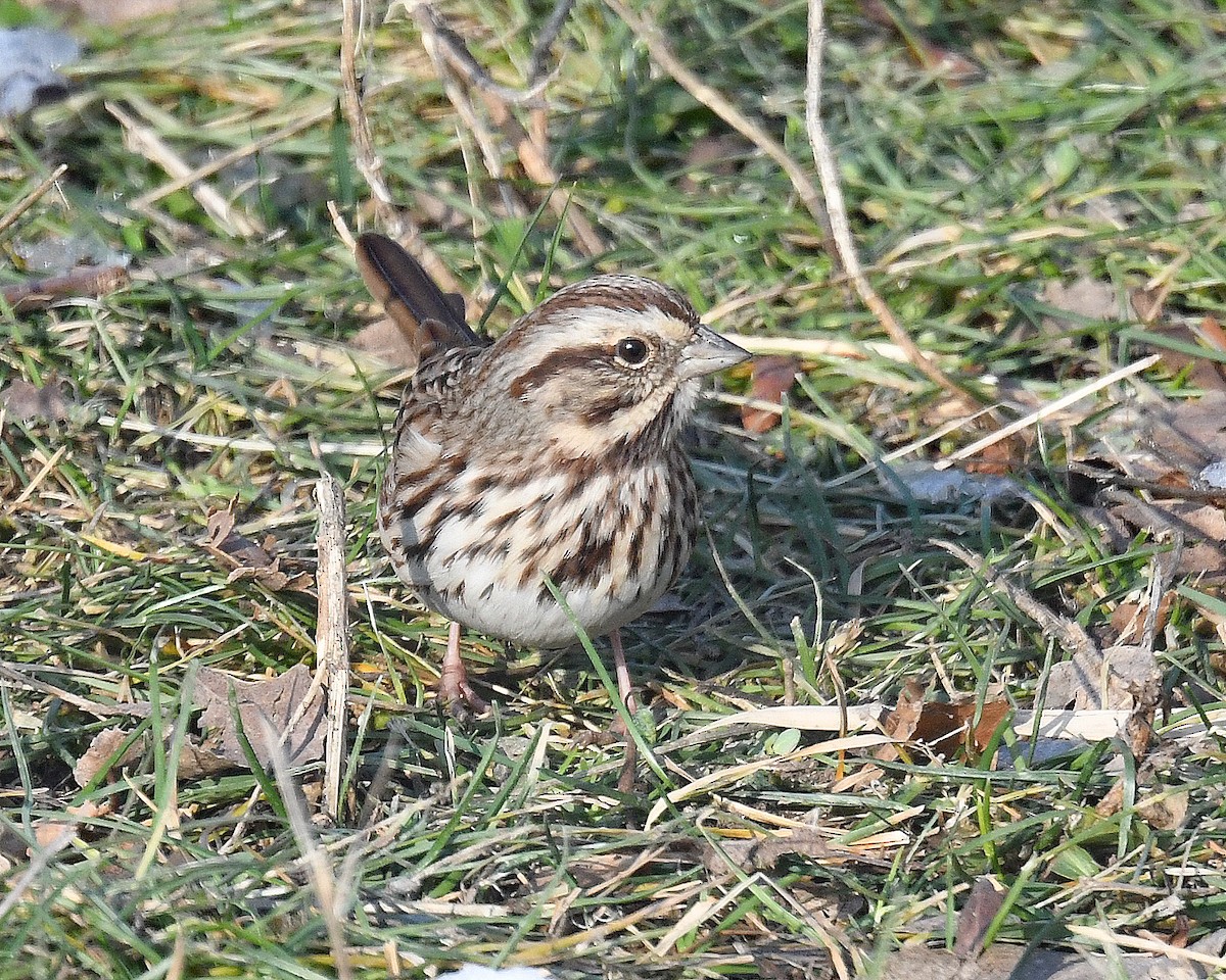 strnadec zpěvný (ssp. melodia/atlantica) - ML646815195