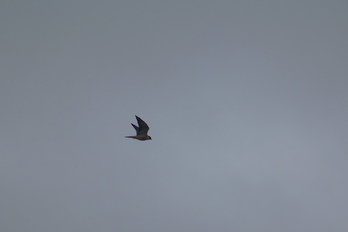 Peregrine Falcon - ML646815196