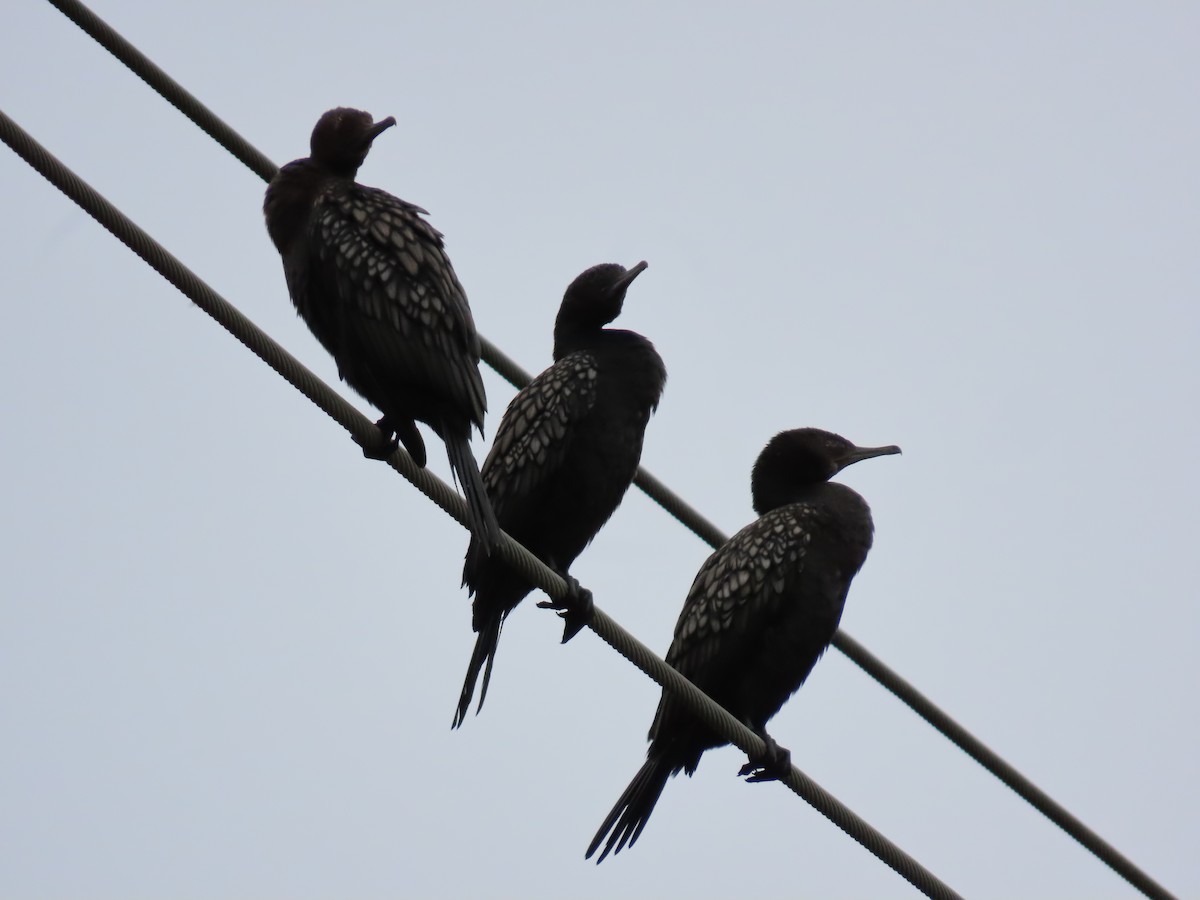 Little Black Cormorant - ML646815199