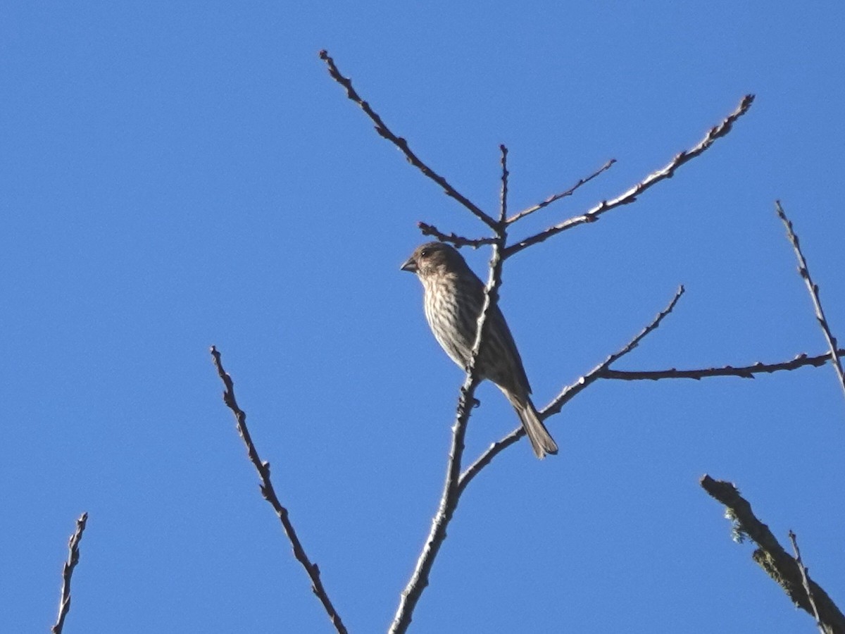 House Finch - ML646815200