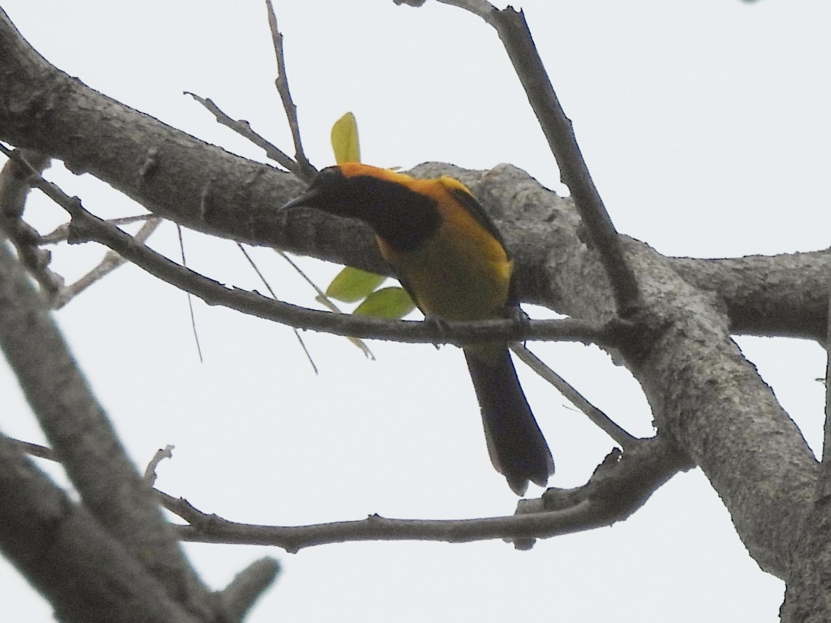 Orange-crowned Oriole - ML646815201