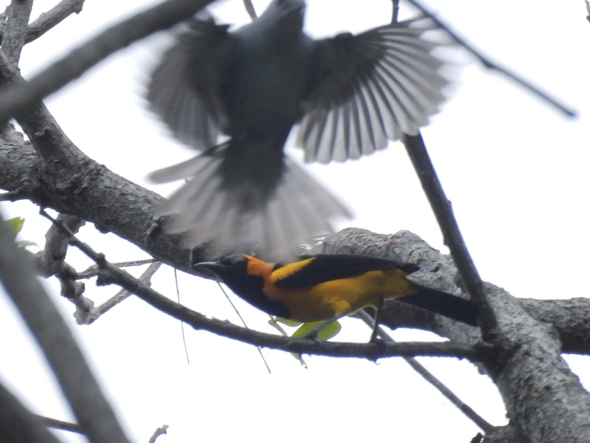 Orange-crowned Oriole - ML646815202