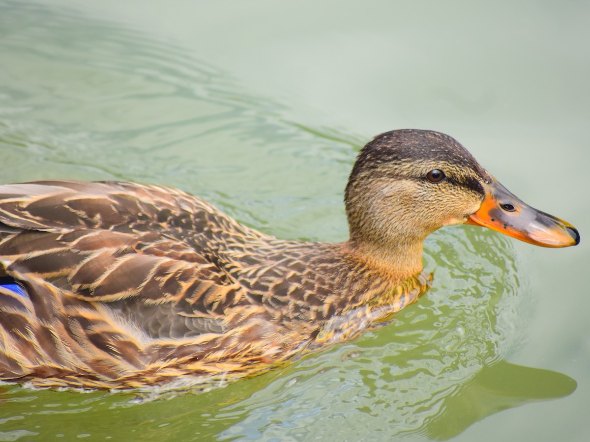 Germano reale - ML646815203