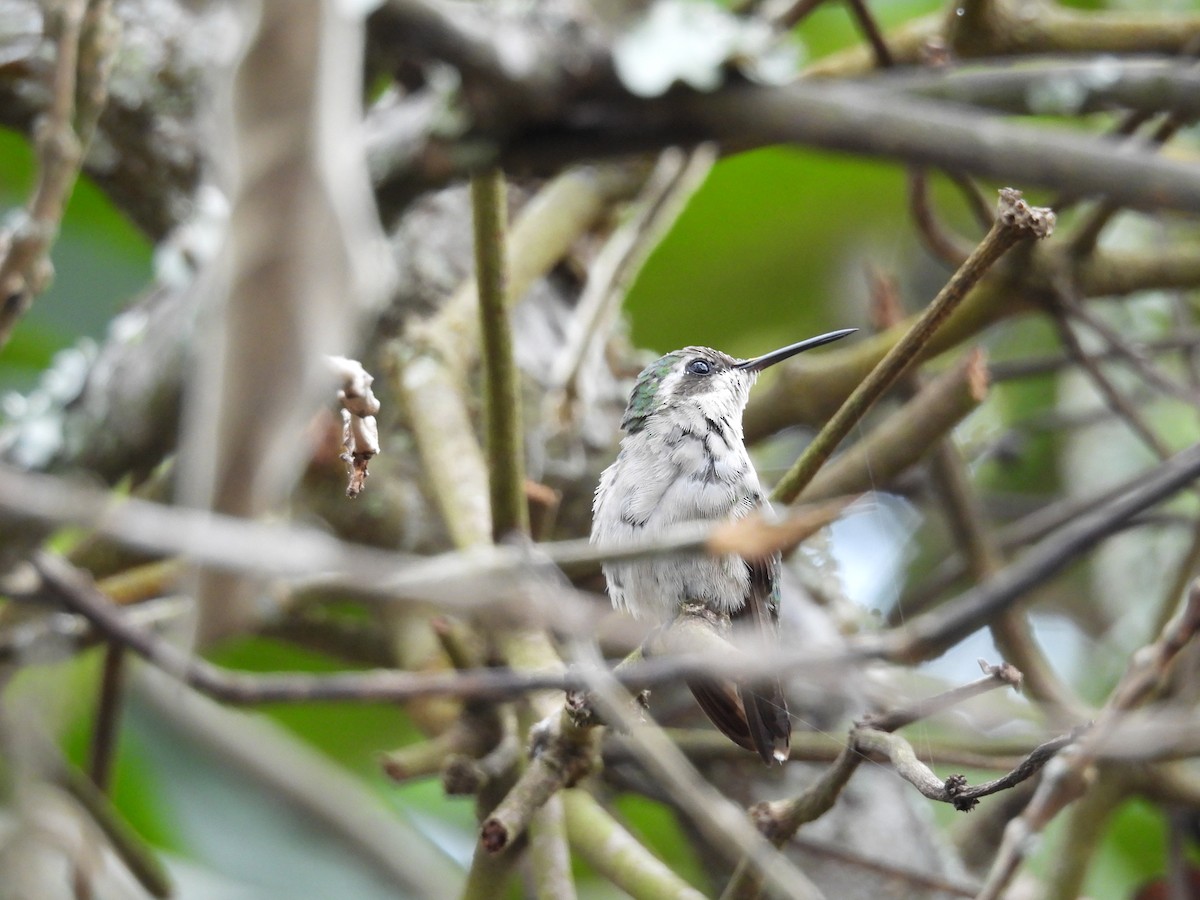 Kısa Kuyruklu Zümrüt - ML646815204