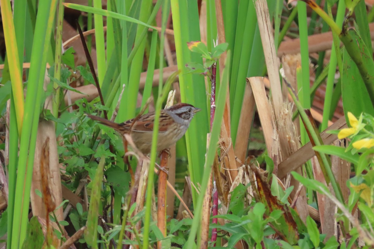 Swamp Sparrow - ML646815207