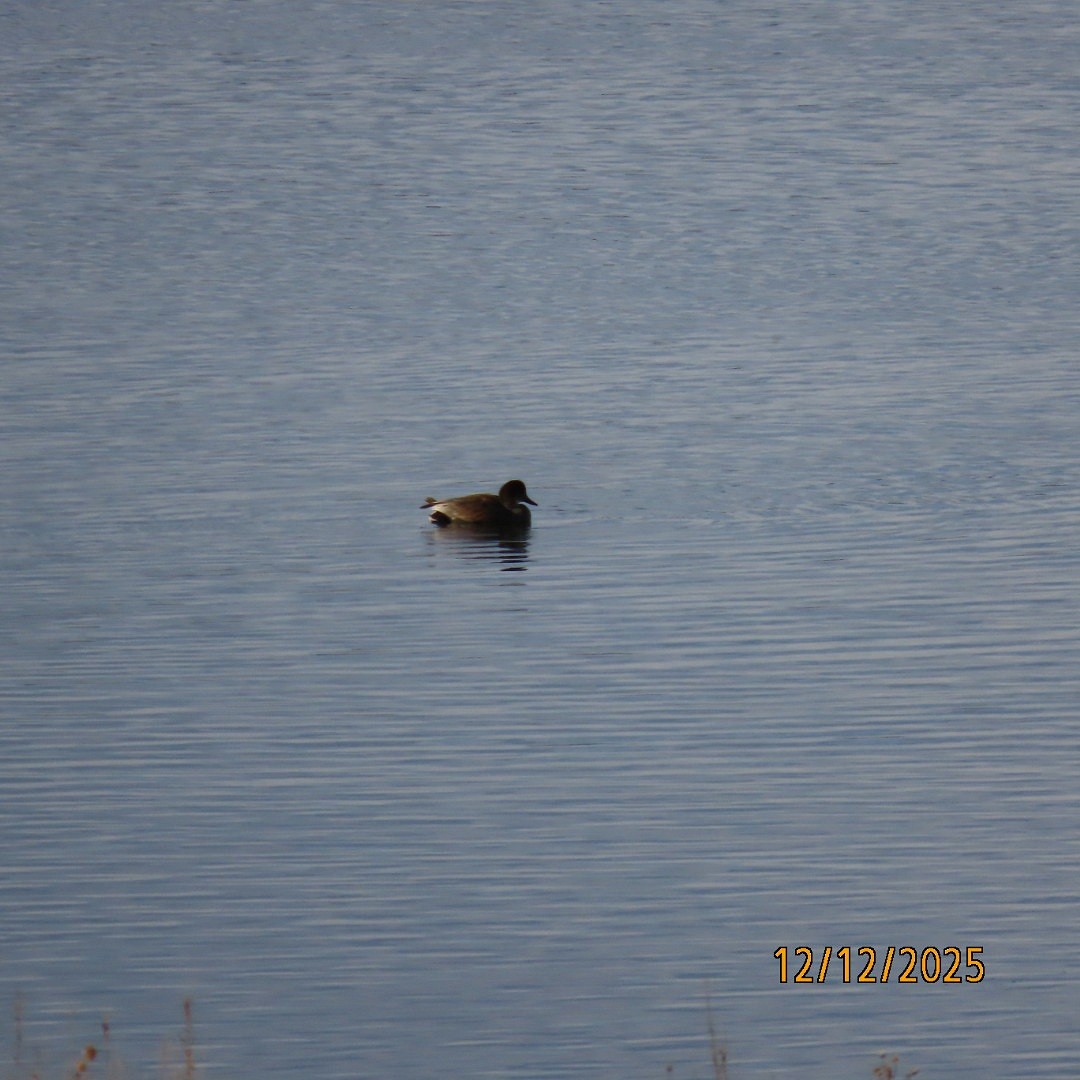 Gadwall - ML646815209