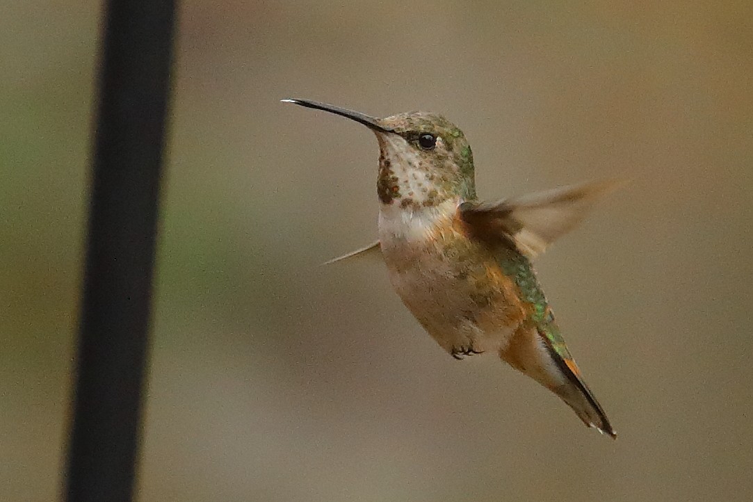 Rufous/Allen's Hummingbird - ML646815210