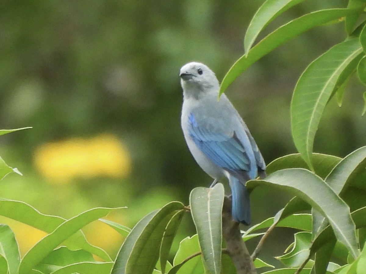 Blue-gray Tanager - ML646815211