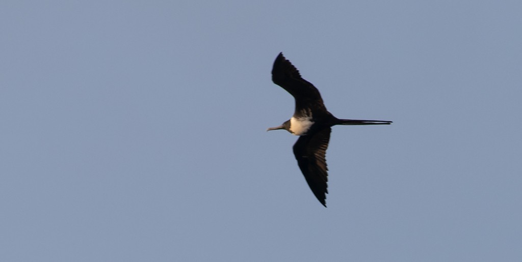 Magnificent Frigatebird - ML646815213