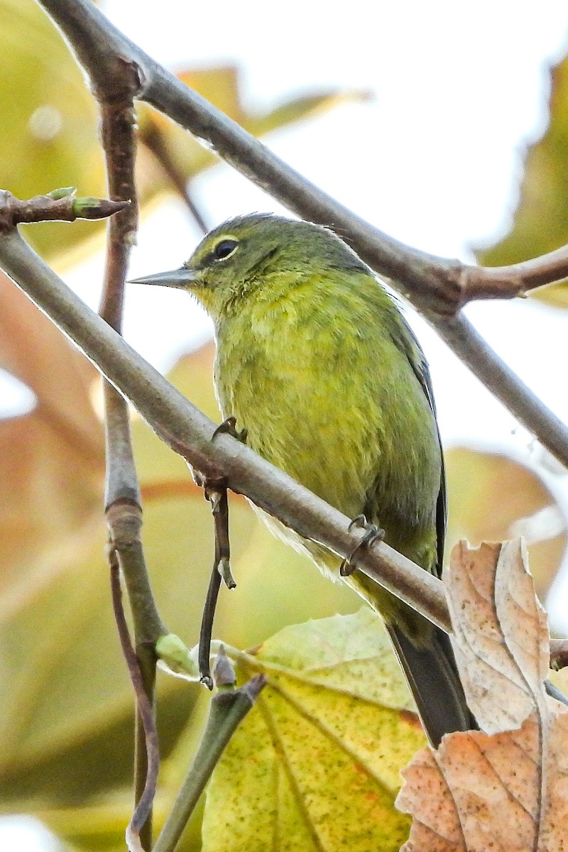 Orange-crowned Warbler - ML646815214