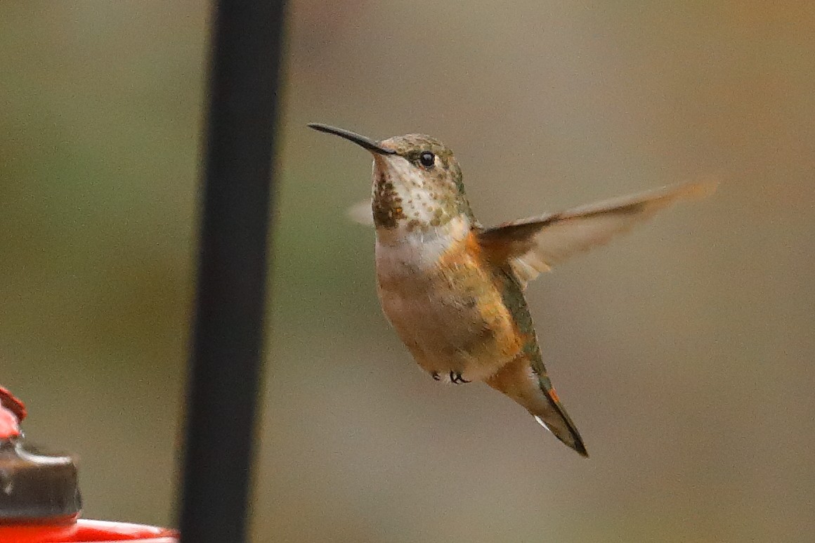 Rufous/Allen's Hummingbird - ML646815215