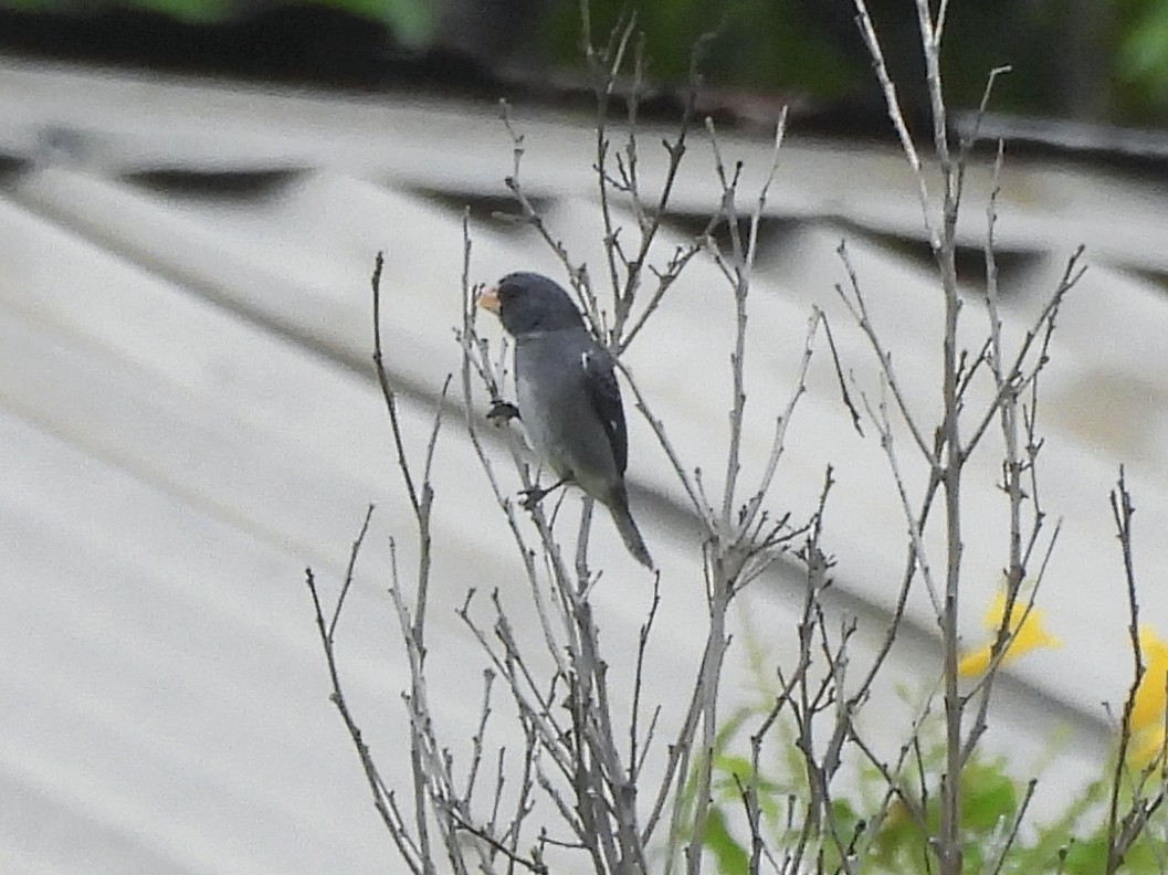 Gray Seedeater - ML646815216