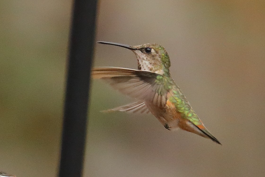Rufous/Allen's Hummingbird - ML646815217