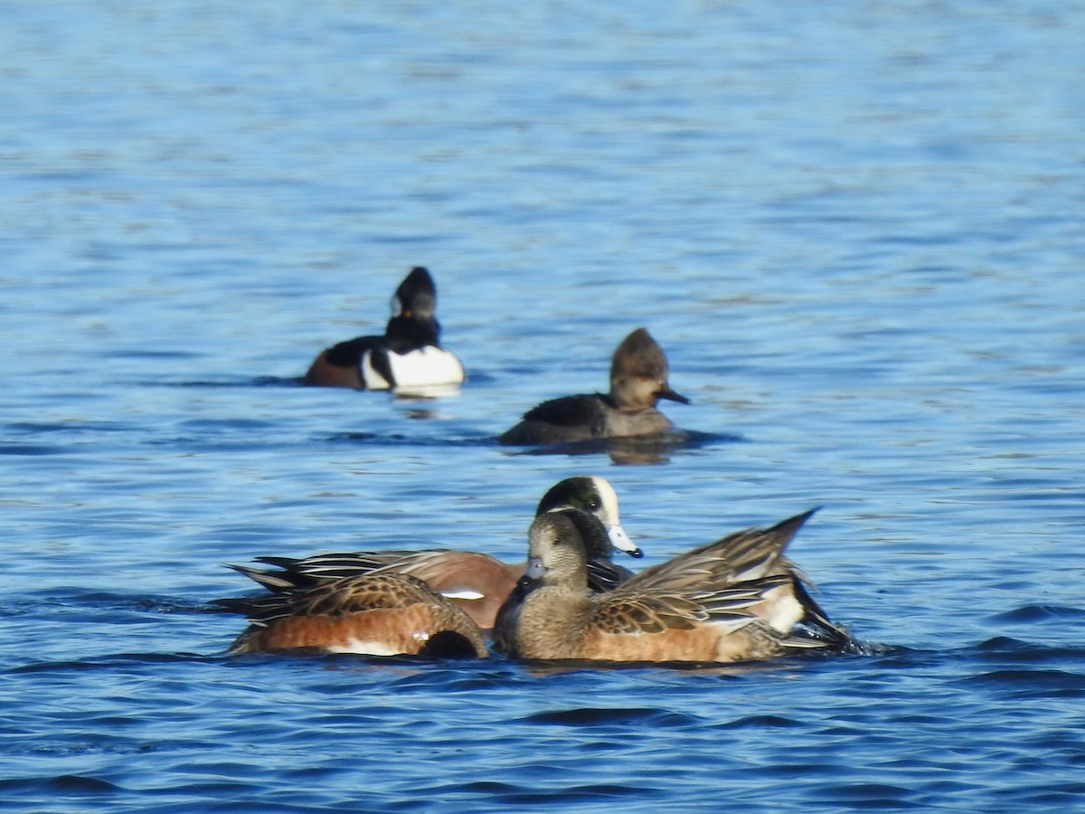American Wigeon - ML646815218